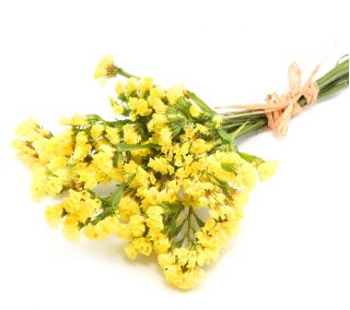 पीला Statice बीज - घंटी drabifolia - 105 बीज - 
