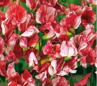Lõhnav lillhernes - America - 60 seemned - Lathyrus odoratus