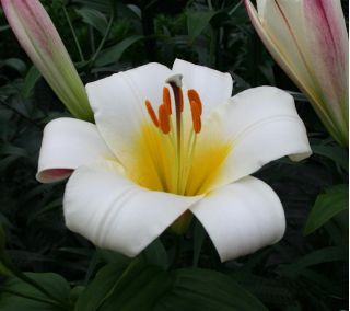 Lilium, Lily White Planet - bebawang / umbi / akar - Lilium White Planet