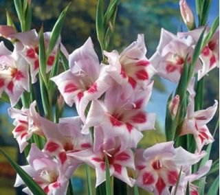 Gladiolus Elvira - 5 kvetinové cibule