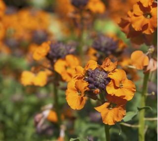 Inglise Wallflower segatud seemned - Cheiranthus Cheiri