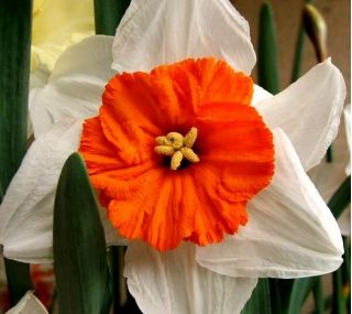 Påskeliljeslekta - Professor Einstein - pakke med 5 stk - Narcissus