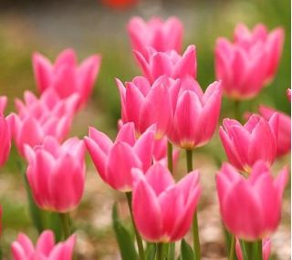 Tulpansläktet China Pink - paket med 5 stycken - Tulipa China Pink