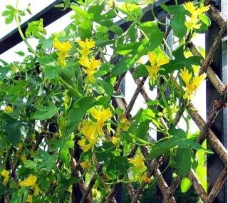 Canary Creeper, Canary Bird Vine frø - Tropaeolum peregrinum - 24 frø