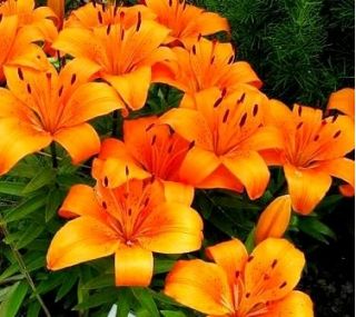 Lilium, Lily Orange Pixie - bulb / tuber / rădăcină