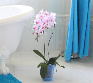 Кръгла саксия с цветя за орхидеи - Coubi DUOW - 13 см - Виолетка - 