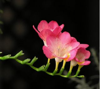 Freesia Single Pink - 10 bebawang