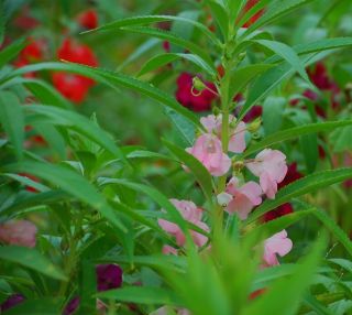 Záhradný balzam - semená; ružový balzam - Impatiens balsamina