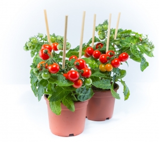 Tomat "Bajaja" - varietas rendah ceri yang tumbuh dengan kebiasaan membuntuti untuk budidaya balkon - Lycopersicon esculentum Mill  - biji