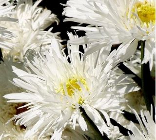 미친 데이지, 스노우 드리프트 - 국화 최대 fl.pl - 160 종자 - Chrysanthemum maximum fl. pl. Crazy Daisy - 씨앗