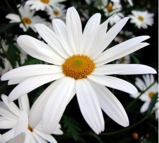Oxeye Daisy seeds - Chrysanthemum leucanthemum