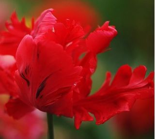 Tulip Erna Lindgreen - Tulip Erna Lindgreen - 5 kvetinové cibule - Tulipa Erna Lindgreen