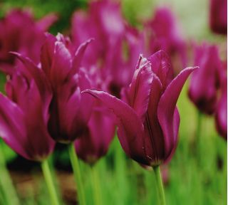 Tulipa Burgundia - Tulip Burgundy - 5 bulbi - Tulipa Burgundy