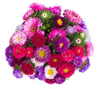 Asters - variety mix for cut flowers - 500 seeds