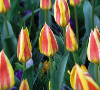Tulipano Gluck - pacchetto di 5 pezzi - Tulipa Gluck