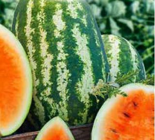 Watermeloen - Orangeglo - Citrullus lanatus - zaden
