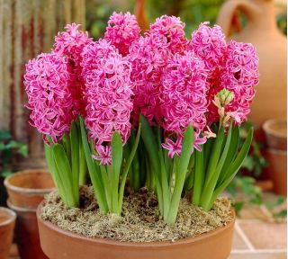 Hyacinthus粉红珍珠 - 风信子粉红珍珠 -  3个洋葱 -  Hyacinthus orientalis 