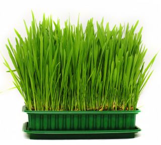 Cat Grass zaden - 