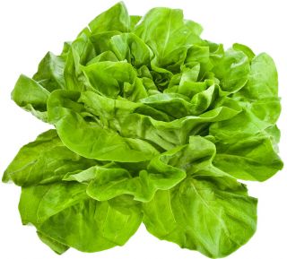 Zelena salata "Edyta Ozarowska" - velika i živo zelena - 900 sjemenki - Lactuca sativa L. var. capitata  - sjemenke