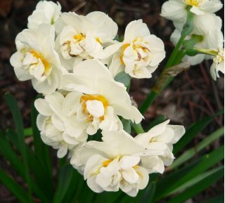 Mahkota Pengantin Narcissus - Mahkota Pengantin Daffodil - 5 lampu