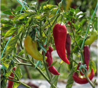 Paprika "Monanta" - izdužena, oštra, crvena, žuto-crvena ili žuta sorta za uzgoj u polju i tunelu - Capsicum L. - sjemenke