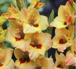 Gladiolus Bocelli - 5 kvetinové cibule