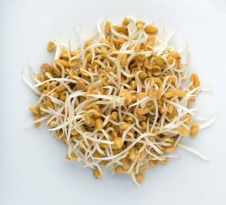 Semințe de germinare - Amestec fierbinte - set de 3 piese + sprouter cu o tavă - 