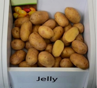 Seed potatoes - Jelly - medium late variety - 12 pcs
