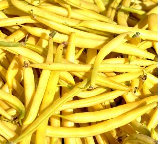 Pitici franceză de fasole galbenă Golden Saxa semințe - Phaseolus vulgaris - 160 semințe - Phaseolus vulgaris L.