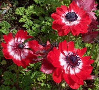 Anemon ganda - Gubernur - 40 pcs; poppy anemone, bunga matahari - 