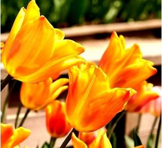 Tulp Fidelio - pakket van 5 stuks - Tulipa Fidelio