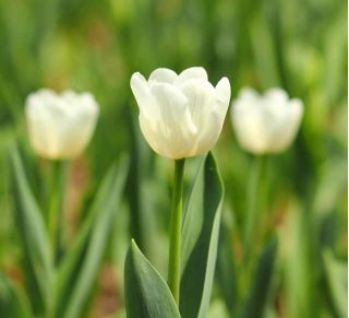 Tulipa Cheers - Tulip Noroc - 5 bulbi