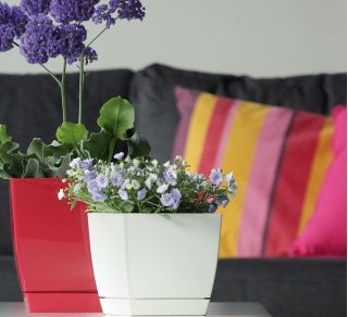 Pot bunga persegi dengan cawan - Coubi - 24 cm - Fuchsia - 