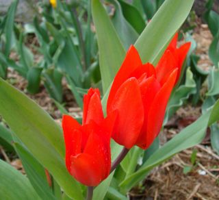 Tulipa Tubergen의 다양성 - Tulip Tubergen의 다양성 - 5 개의 알뿌리 - Tulipa Tubergen's Variety