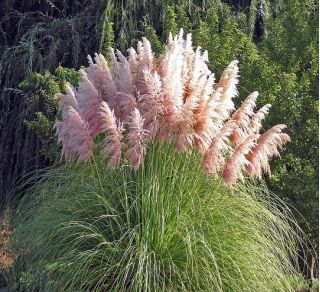 Pink Pampas Tráva semená - Cortaderia selloana - 156 semien