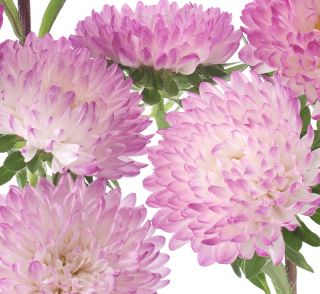 Peony-flowered aster "Anielka" - white-pink - 288 seeds