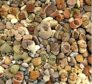 سنگ های زندگی، گیاهان گیاهان - Lithops sp. - 20 بذر - دانه