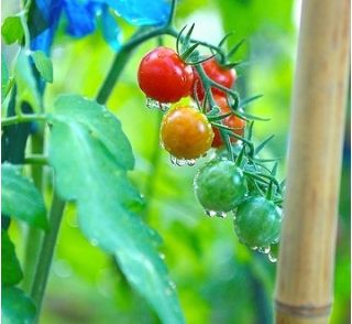 Tomat – Bead - 160 frø - Lycopersicon esculentum var. cerasiforme