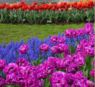 Tulpju un vīnogu hiacintes komplekts - violeta, sarkana, oranža tulips un zilās vīnogu hiacintes - 50 gab - 