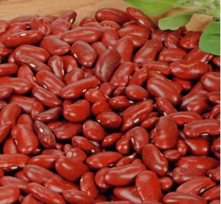 Kacang merah "Kreacja" - pelbagai sangat produktif - Phaseolus vulgaris L. - benih