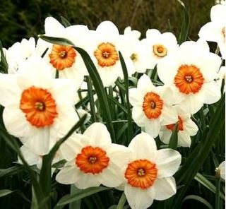 Narcisse - Professor Einstein - paquet de 5 pièces - Narcissus