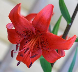 Liljesläktet Asiatisk röd - Lilium 