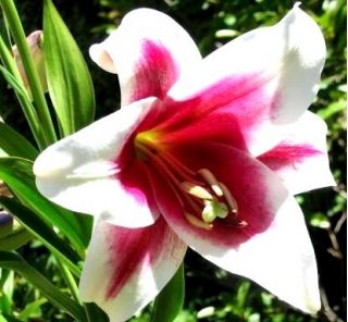 Lilium, Lily Triumphator - bulb / tuber / rădăcină
