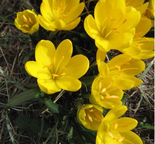 Sternbergia - vinter påsklilja - stor pack! - 20 st; höst påsklilja, fall påsklilja, lilja-of-field, gul höst krokus - 
