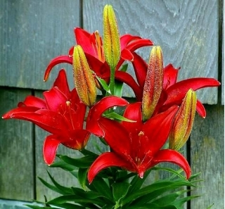 Merah Asiatic lily - Merah - Paket Besar! - 15 pcs. - 