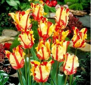 Tulipa Flaming Parrot - Tulip Flaming Parrot - 5 bulbs