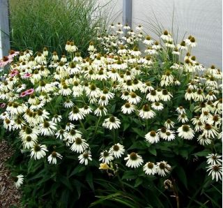 Μωβ αμβροσία Λευκό κύκνους σπόρων - Echinacea purpurea Λευκό κύκνο - 36 σπόροι