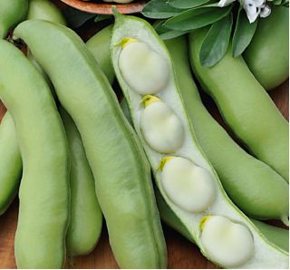 Kacang lebar "Bonzo" - varietas awal, untuk budaya yang dipercepat - Vicia faba L. - biji