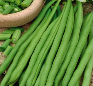 Bean "Esterka" - pod yang enak, tak tertandingi, hijau - Phaseolus vulgaris L. - benih