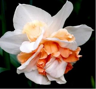 Narcissus - Flower Drift - pacchetto di 5 pezzi